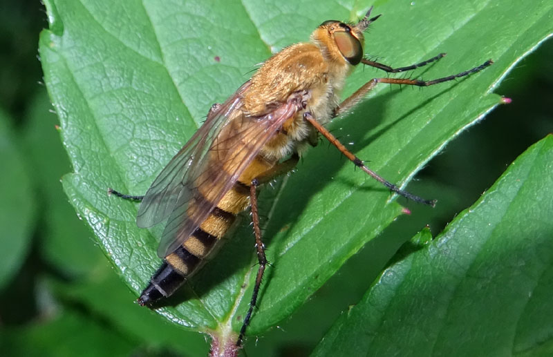 probabile: Thereva aurata (femm.)